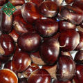 eating chinese chestnuts fresh natural chestnut